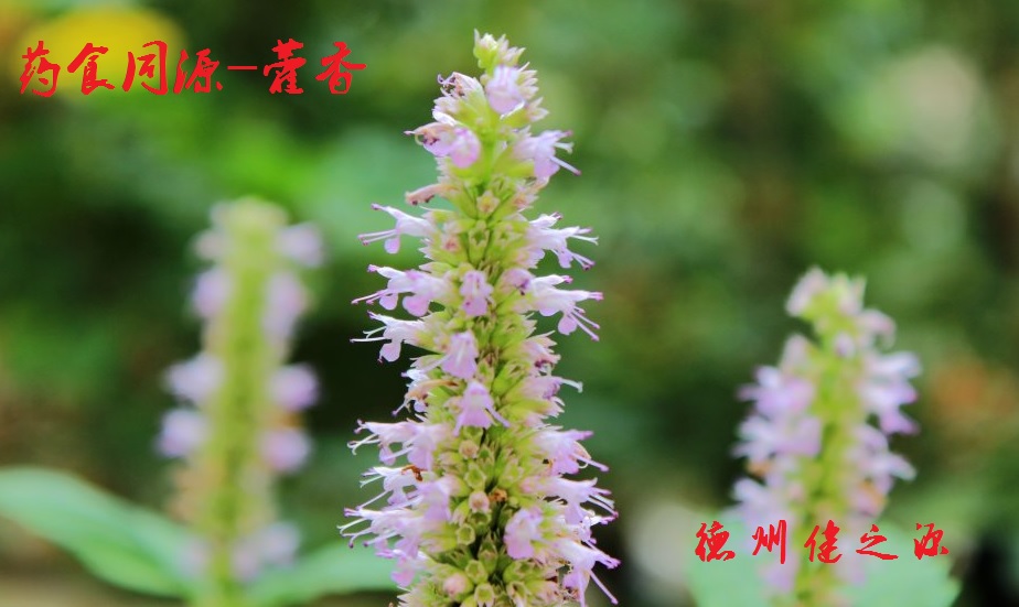 藿香薄荷茶，炎炎烈日的防暑茶